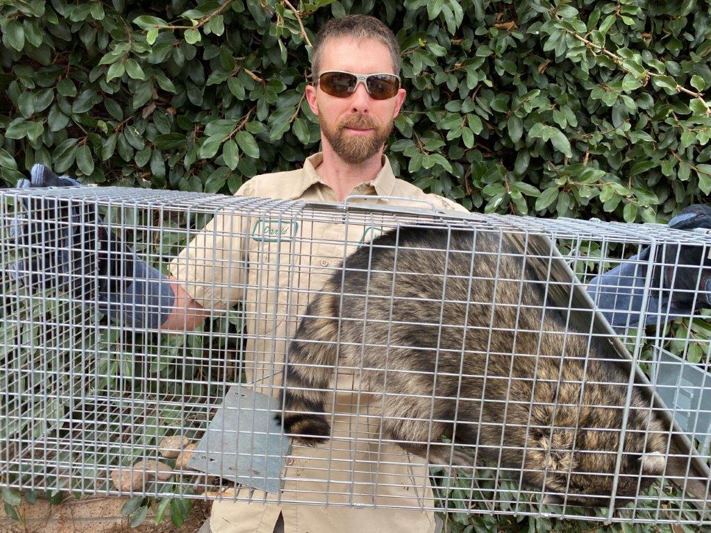 Pittsburgh raccoon trapping